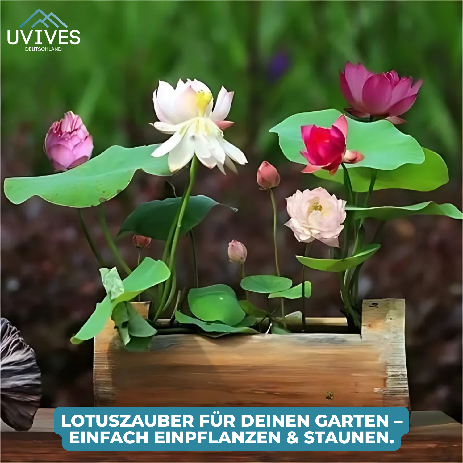 5+5 GRATIS | LotusBloom™ - Magische bloemenpracht voor uw vijver
