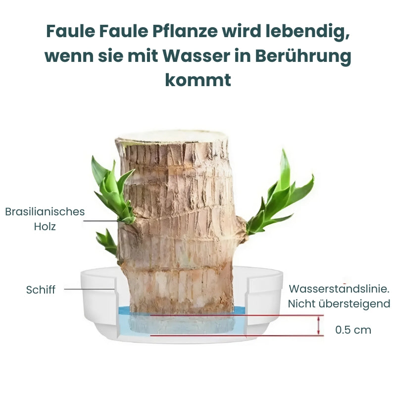 MysticLeaf™ - Geluksbrenger brazilwood potplant [Laatste dag korting]