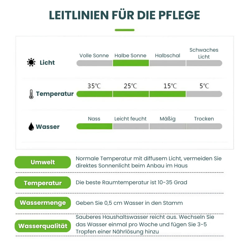 MysticLeaf™ - Geluksbrenger brazilwood potplant [Laatste dag korting]