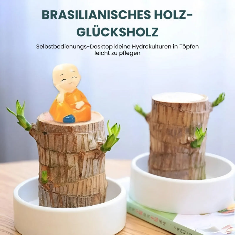 MysticLeaf™ - Geluksbrenger brazilwood potplant [Laatste dag korting]