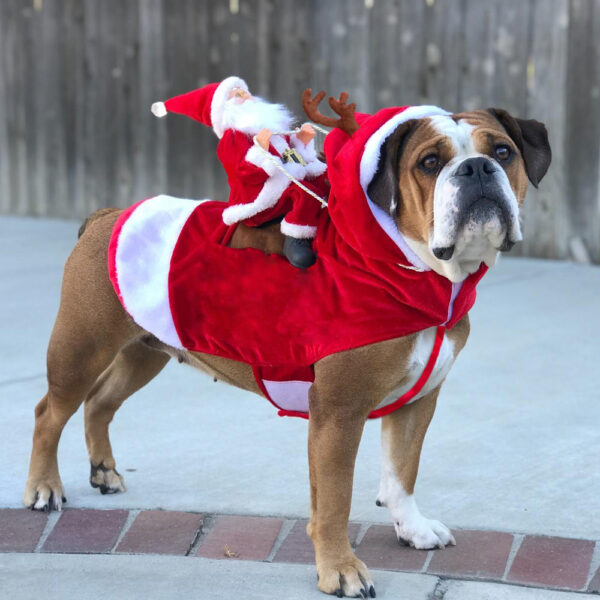 50% KORTING | HollyPaws - gezellige, verstelbare kerstoutfit voor honden [Laatste dag korting]