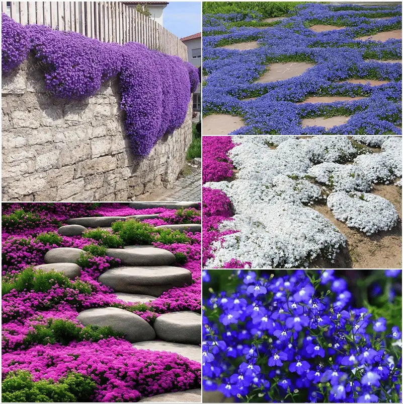 BloomMat - De geurige bodembedekker voor tuin & paden