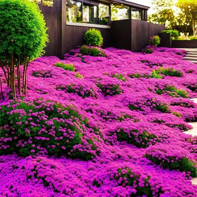 BloomMat - De geurige bodembedekker voor tuin & paden