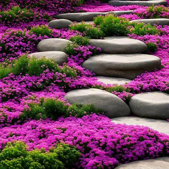 BloomMat - De geurige bodembedekker voor tuin & paden