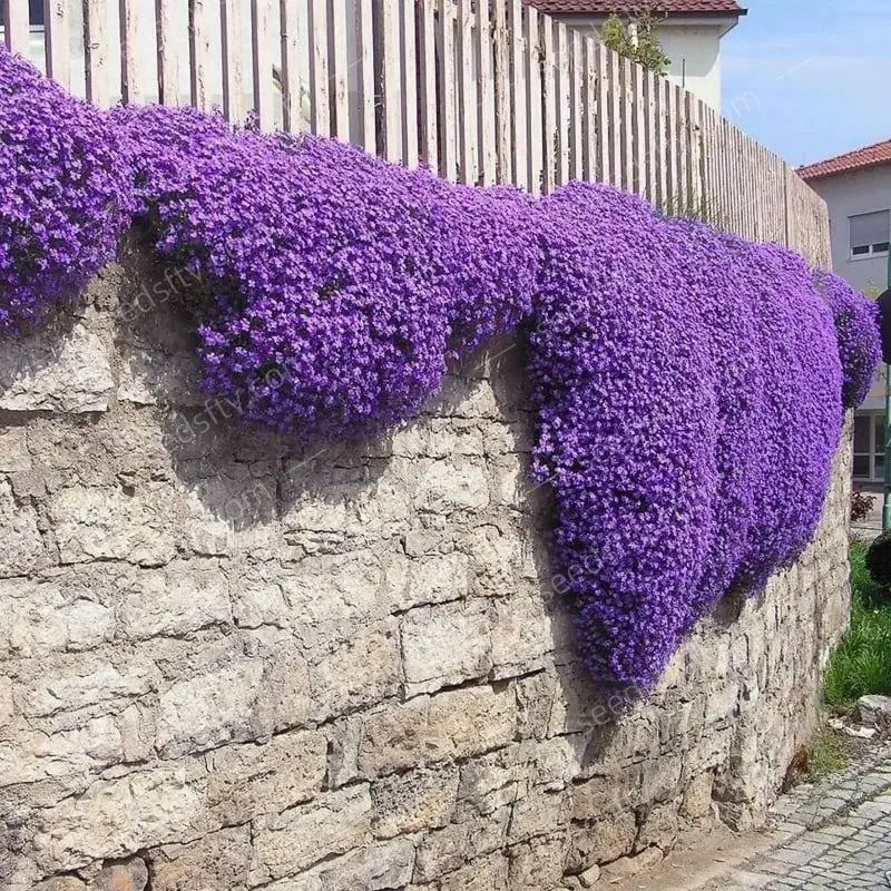 BloomMat - De geurige bodembedekker voor tuin & paden