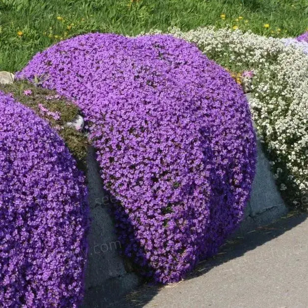 BloomMat - De geurige bodembedekker voor tuin & paden