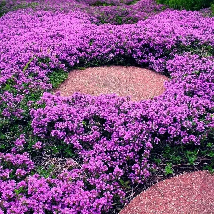 BloomMat - De geurige bodembedekker voor tuin & paden