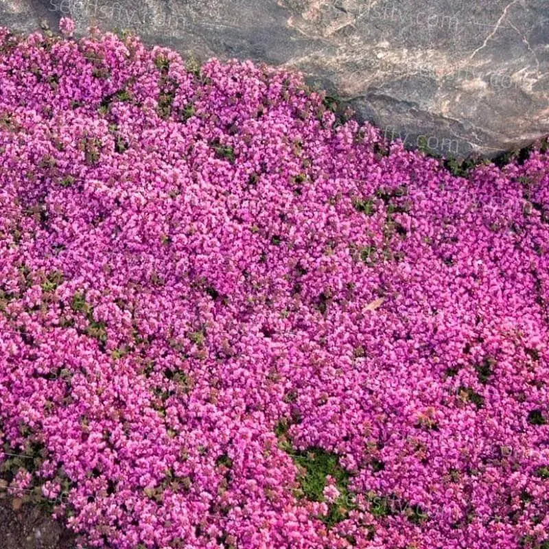 BloomMat - De geurige bodembedekker voor tuin & paden