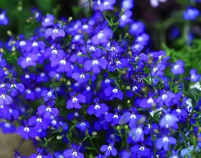 BloomMat - De geurige bodembedekker voor tuin & paden