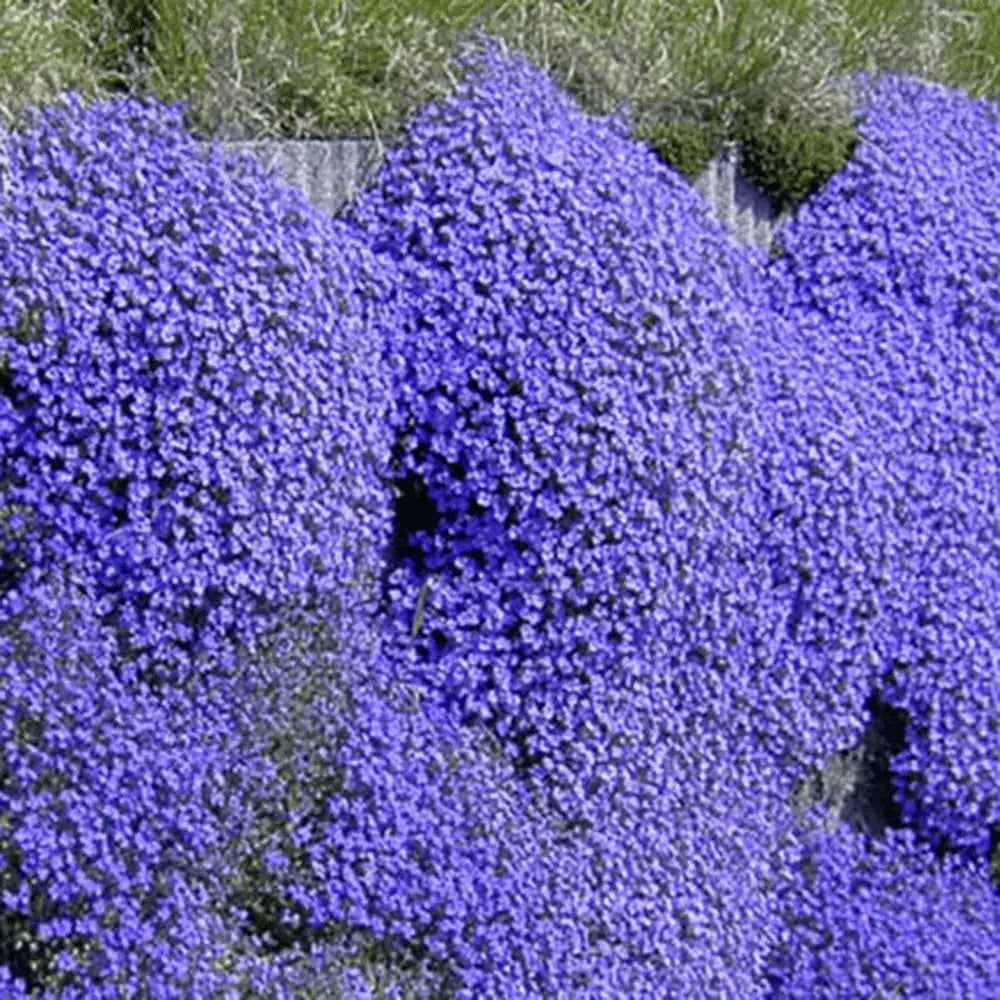 BloomMat - De geurige bodembedekker voor tuin & paden