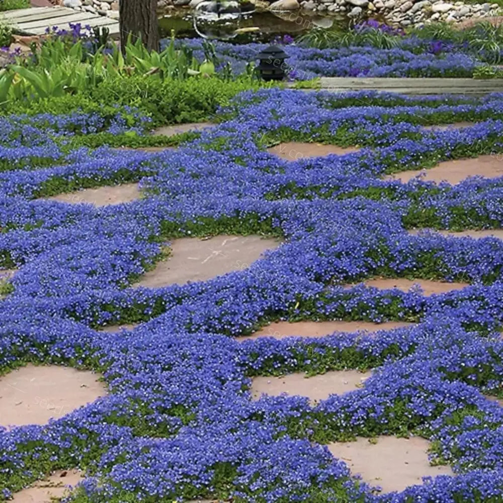 BloomMat - De geurige bodembedekker voor tuin & paden