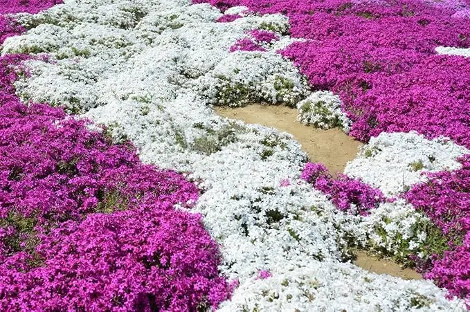 BloomMat - De geurige bodembedekker voor tuin & paden