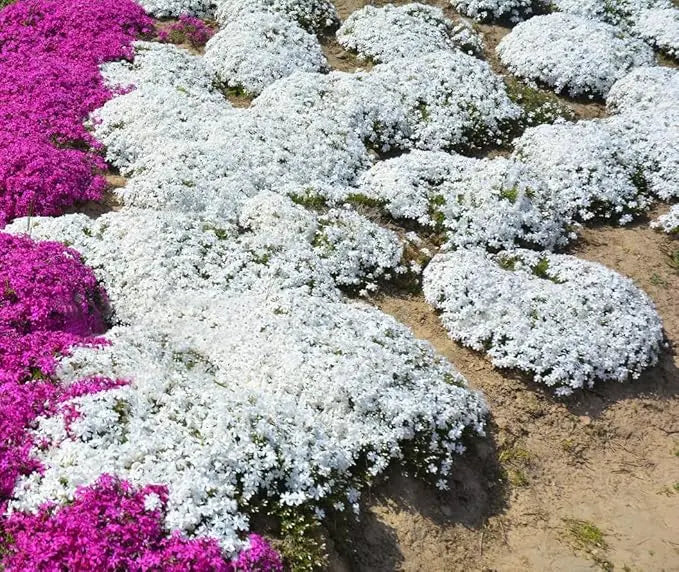 BloomMat - De geurige bodembedekker voor tuin & paden