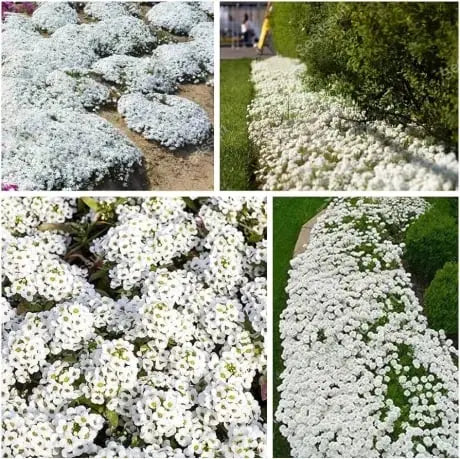 BloomMat - De geurige bodembedekker voor tuin & paden