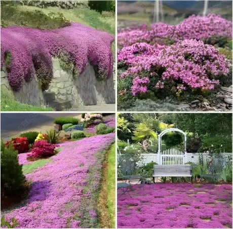 BloomMat - De geurige bodembedekker voor tuin & paden