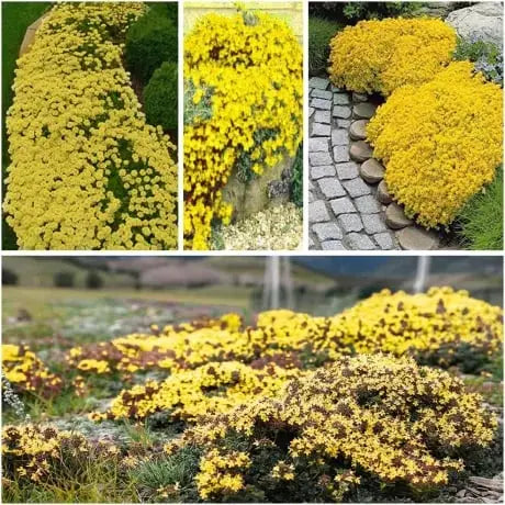 BloomMat - De geurige bodembedekker voor tuin & paden