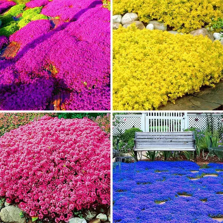 BloomMat - De geurige bodembedekker voor tuin & paden