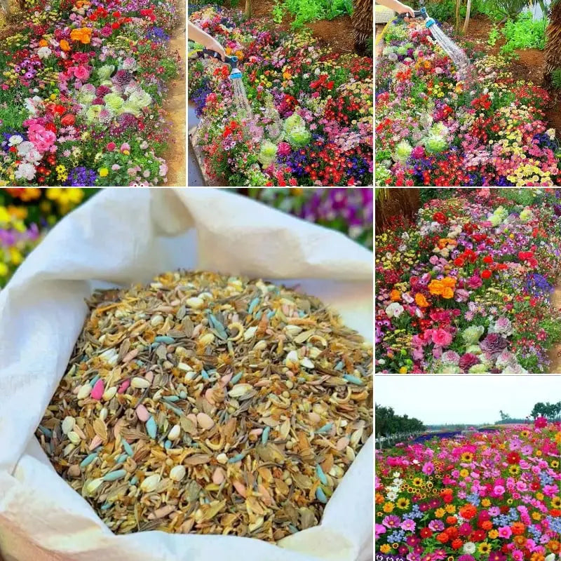 BloomMix™ - Kleurrijke bloemenvariëteit het hele jaar door
