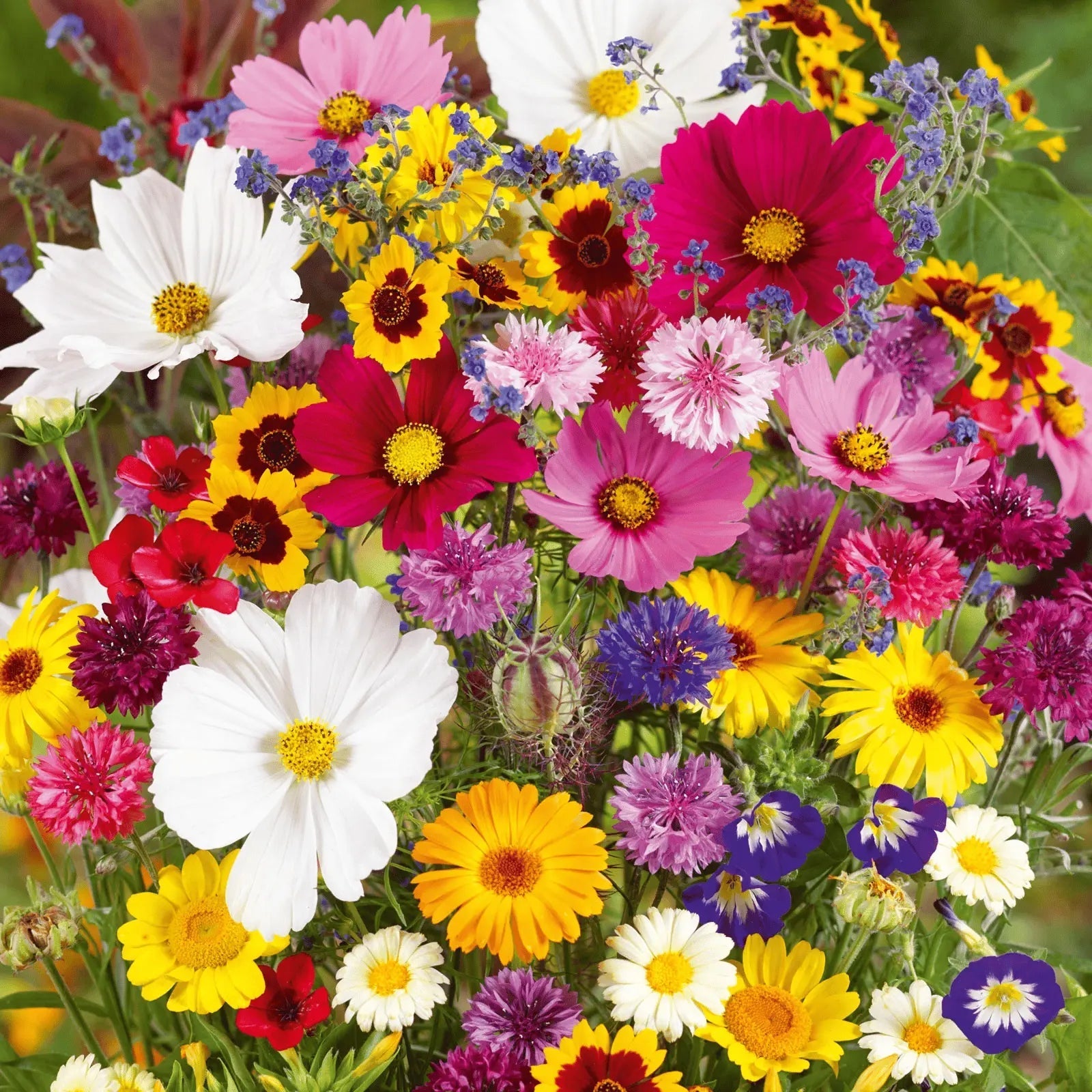 BloomMix™ - Kleurrijke bloemenvariëteit het hele jaar door