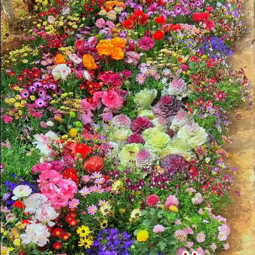BloomMix™ - Kleurrijke bloemenvariëteit het hele jaar door