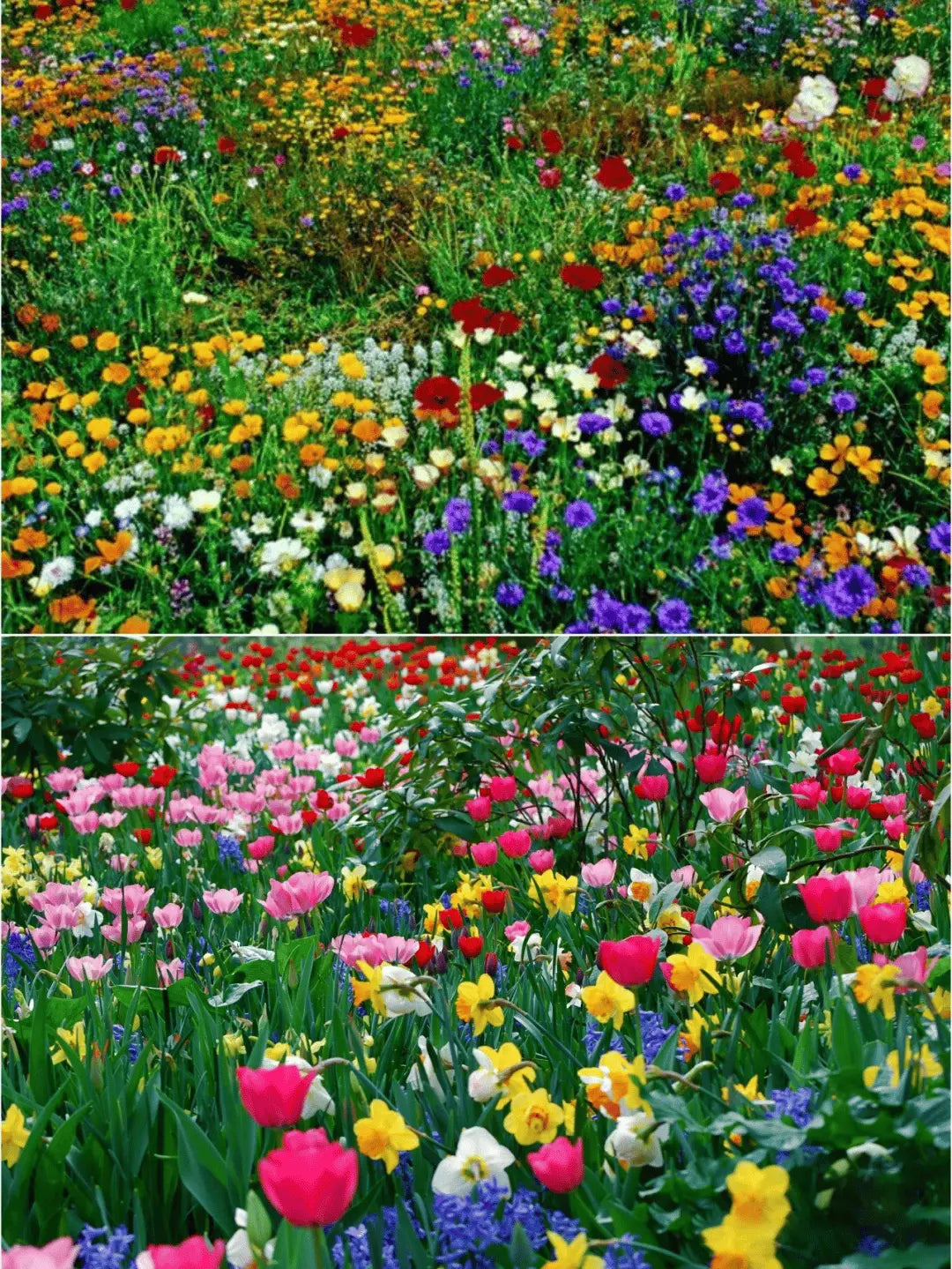 BloomMix™ - Kleurrijke bloemenvariëteit het hele jaar door