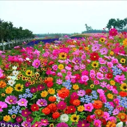 BloomMix™ - Kleurrijke bloemenvariëteit het hele jaar door