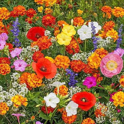 BloomMix™ - Kleurrijke bloemenvariëteit het hele jaar door