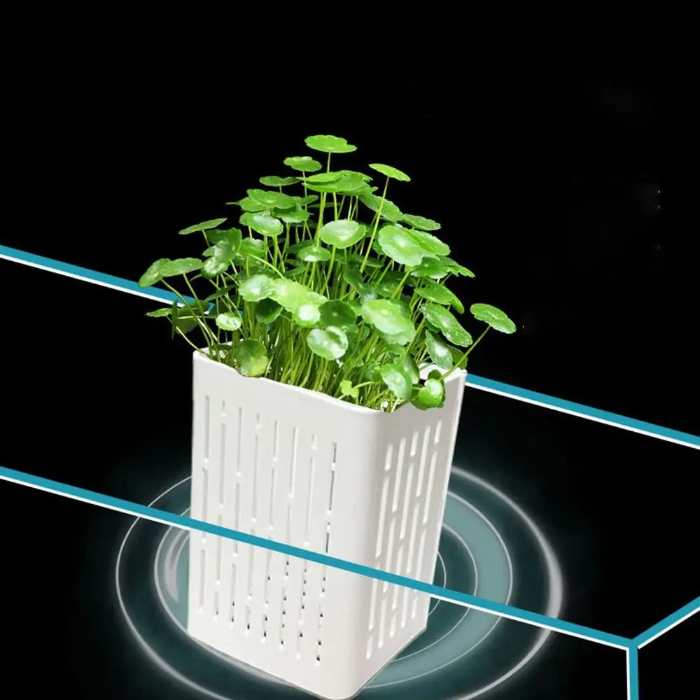 1+1 GRATIS | TankBloom – Natuurlijke flair voor je aquarium!