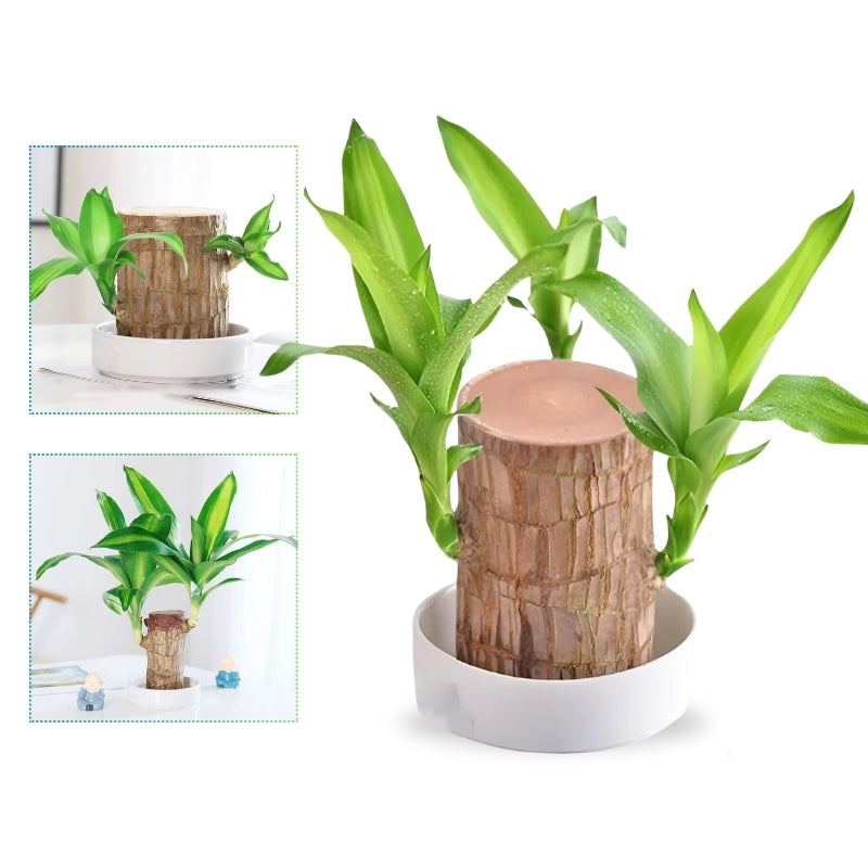 MysticLeaf™ - Geluksbrenger brazilwood potplant [Laatste dag korting]