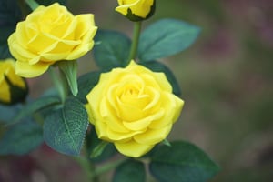RoseGlow - Romantische tuinverlichting zonder elektriciteit