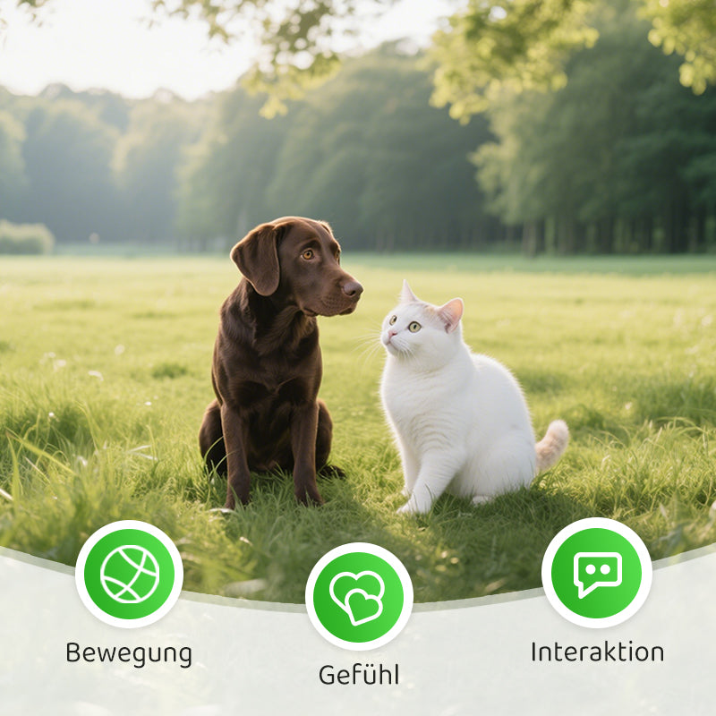 2+1 GRATIS | PawChase - achtervolgen, spelen, jammeren - plezier voor je kat!