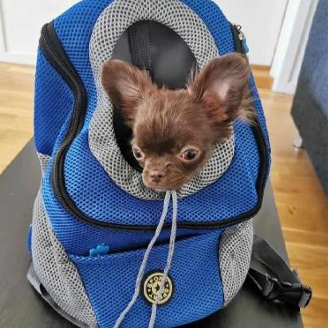 PawCarry - Overal samen naartoe reizen
