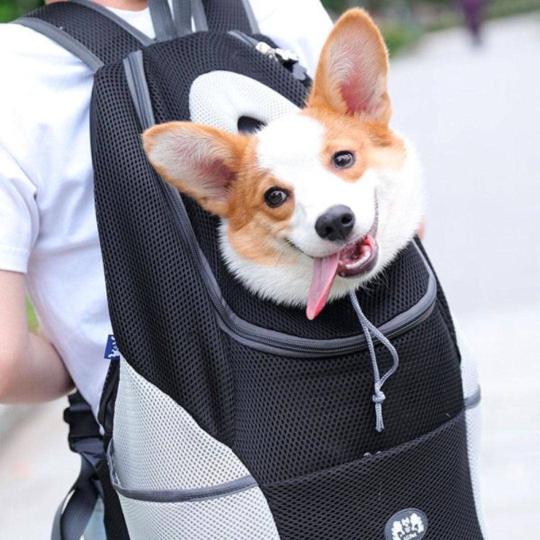 PawCarry - Overal samen naartoe reizen
