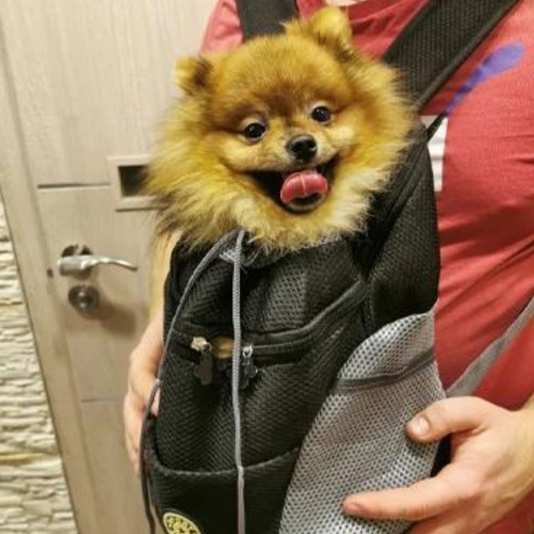 PawCarry - Overal samen naartoe reizen